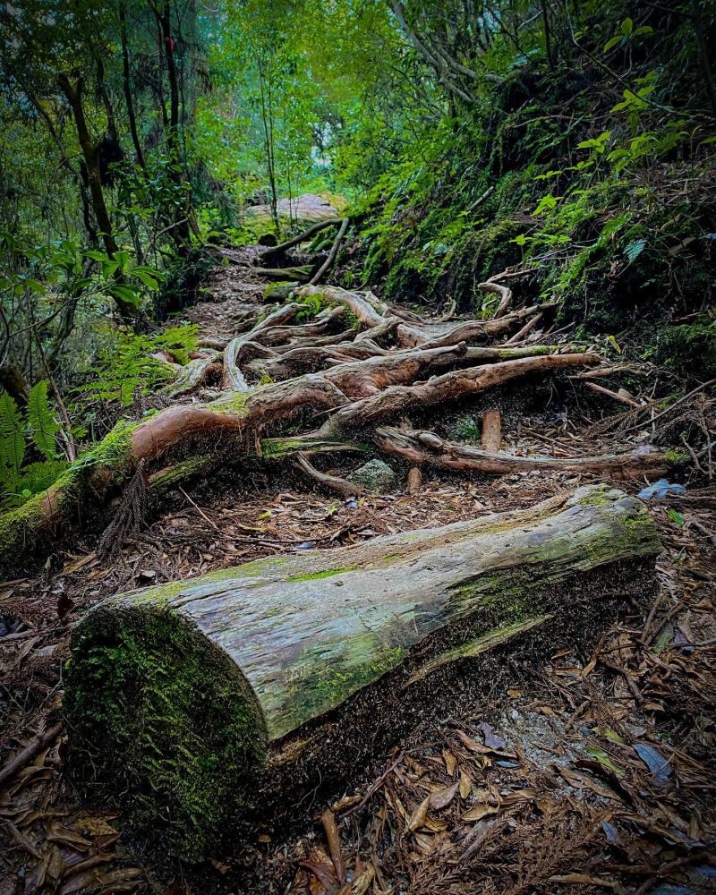Yakushima (屋久島町)
